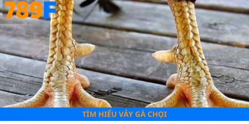 Tìm hiểu vảy gà chọi